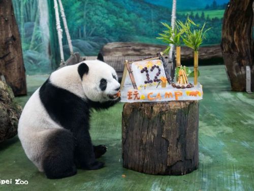 大貓熊「圓仔」12歲生日慶典，精彩「露營」主題冰蛋糕與獸醫聊天室，歡樂又知性