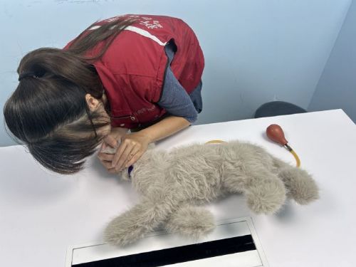 每年的8月8日國際貓咪日，新北市傳授「貓咪CPR」守護毛寶貝的生命線