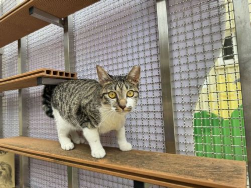溫暖守護生命的奇蹟旅程──受傷虎斑貓「湯圓」浴火重生，等待幸福新家