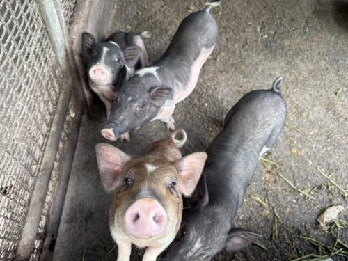 臺南市加強防堵非洲豬瘟！市府啟動小型養豬場全面查核與輔導，守護產業安全與市民食安