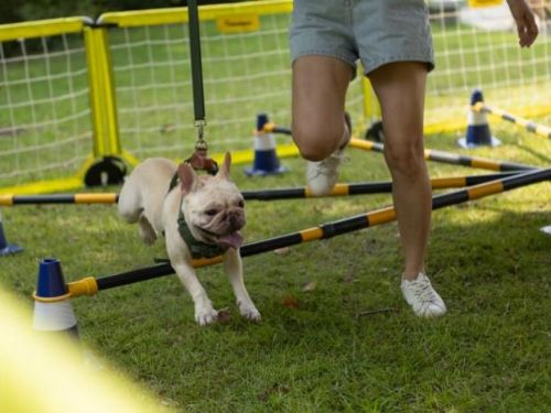 毛孩有愛不搗蛋！臺南府城Chill嗨嗨活動登場，打造人寵共享的幸福城市