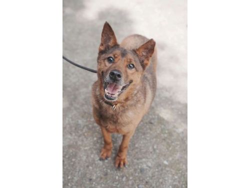 成犬也能成為家的主角──新北市成犬認養行動寫下溫暖新篇章