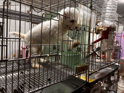 守護毛寶貝的幸福空間！新北加強寵物業稽查，違規業者挨罰也要上課