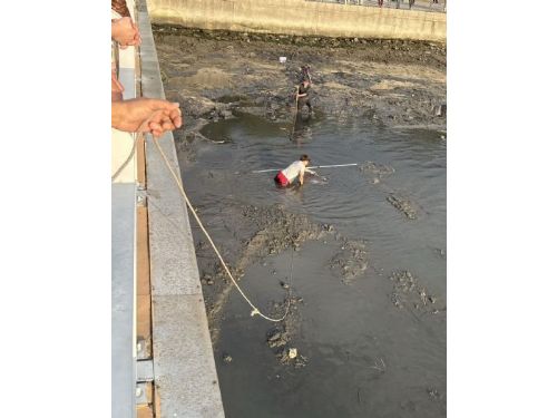 巨魚迷航，暖心接力，關渡碼頭翻車魚受困，民間與市府聯手助牠平安回海