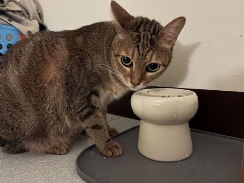 4月11日國際寵物日守護毛孩餐桌安全，新北強化寵物食品稽查，教飼主安心挑選不踩雷