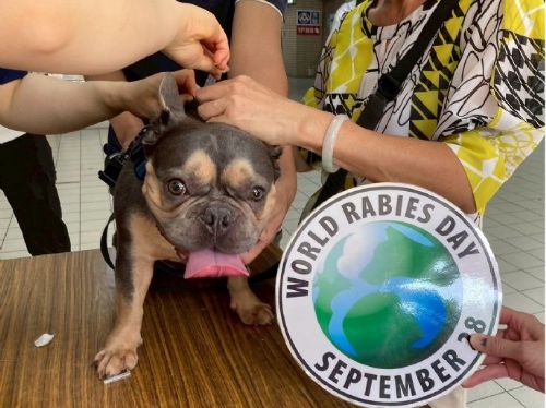免費狂犬病疫苗巡迴 6/18 開跑，北市44場活動守護毛孩健康一夏