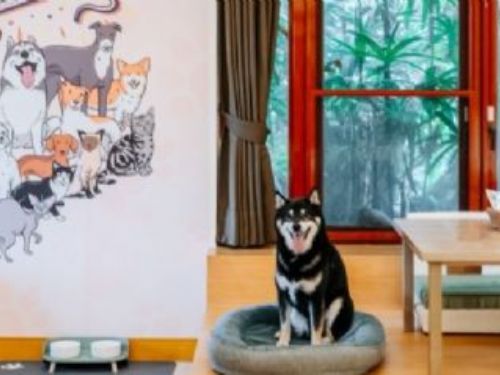 新北推動寵物友善店家分級評鑑，打造毛寶貝專屬友善旅遊指南