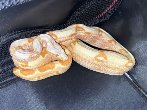 炎熱天氣讓蛇兒出動！新北推「非犬貓寵物登記」守護蛇寶貝不迷路