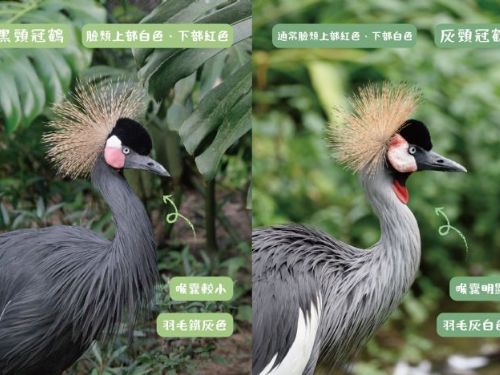 鶴園新生寶寶報到！不同種「冠鶴家族」攜手養育的溫馨物語