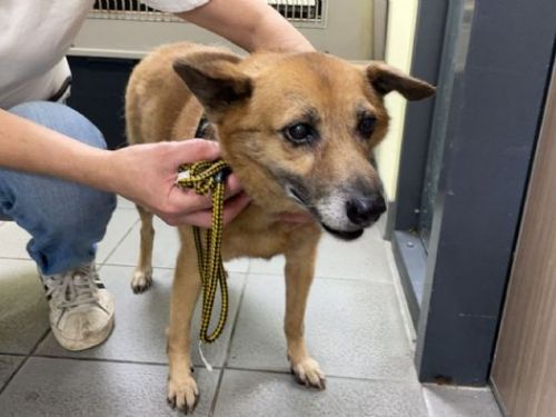 感謝波麗士守護毛孩！新北推免費狂犬病疫苗，警察與眷屬寵物皆可受惠