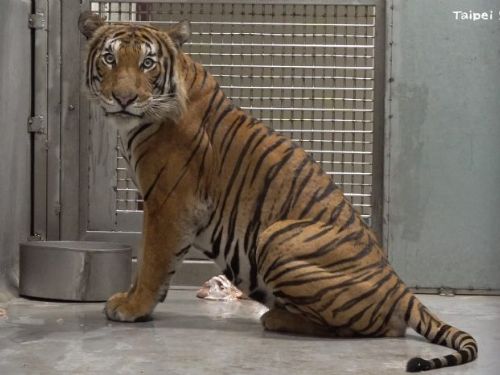 馬來虎新朋友「Arhaa」加入台北動物園！期待與「Shima」攜手守護瀕危族群