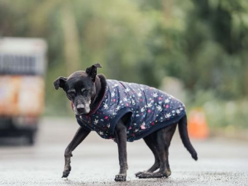 年邁母犬「小乖」術後康復良好，新北動保處提醒飼主留意絕育與健康監測