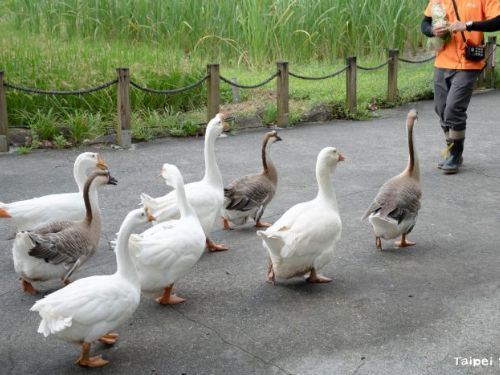 7月5日起暑假週六夜間延長開放，臺北市立動物園邀您一起「涼一夏」探索夜間動物世界