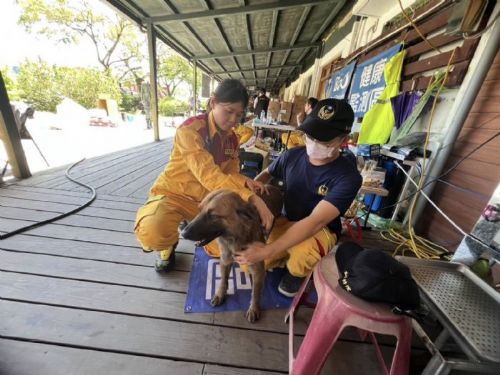 女力獸醫馳援花蓮！高雄自主後援團隊守護搜救犬安全，同島一命共度時艱
