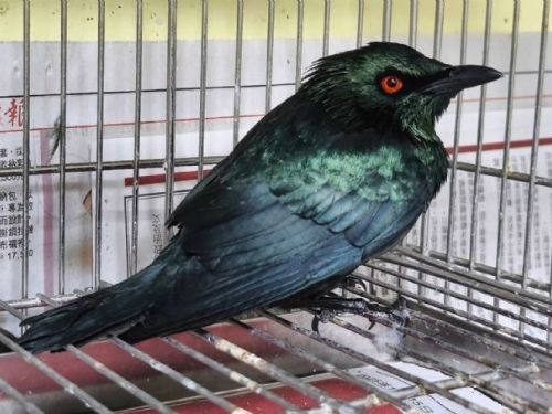 陽台驚見「紅眼怪鳥」嚇壞全家！新北動保員暖心救援揭真相：原來是亞洲輝椋鳥