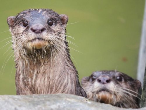 臺北動水獺南漂記！小爪水獺元旦起在頑皮世界開心亮相