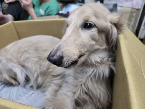 守護牠的一生不是選項，而是責任──新莊犬隻墜樓事件給所有飼主的溫柔提醒