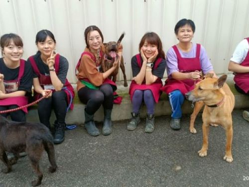 青年節最暖風景！新北90名青年志工走進動物之家，用陪伴點亮毛寶貝的新希望