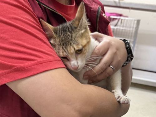 受困深桶的小三花平安獲救，從驚魂脫困到幸福認養，迎向溫暖新生活