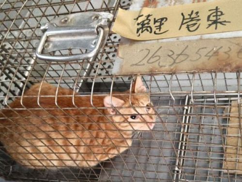 春季貓咪繁殖高峰來臨，新北動保處籲落實絕育減少打鬥受傷