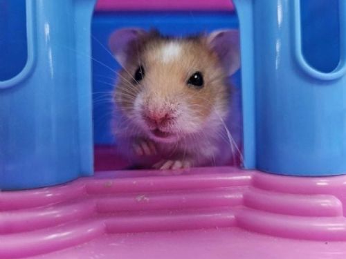 新北率先推動「非犬貓寵物登記」登記享好康，守護毛羽寶貝一生安全