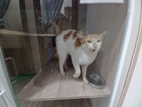 免費接駁暖心啟程，走進瑞芳「山中教堂」動物之家，遇見屬於你的毛孩緣分