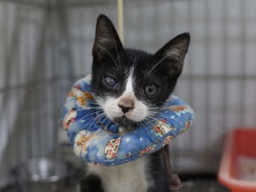 受傷小黑白貓重獲新生！從街頭危急到幸福認養，「萊卡」找到溫暖的家