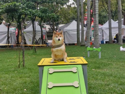 毛寶貝盛典閃亮登場！2025樂遊耶誕趴溫馨開跑，陪毛孩一起玩翻板橋