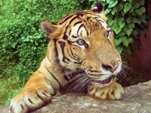 壽山動物園暑假大FUN送！兒童免費入園、昆蟲特展、新動物明星陪你嗨翻夏天