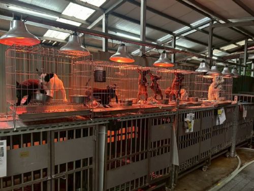 寒流來襲也不怕！新北動物之家啟動「三段式控溫」守護1200毛寶貝，暖心防寒＋認養福利一次到位