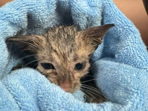 新北動保暖心救援！水溝受困小貓脫險重獲新生，民眾與救援員攜手上演生命奇蹟