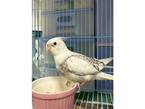 為特寵找到溫暖的家！桃園第四季非犬貓認養活動登場，邀你一起迎接新家人