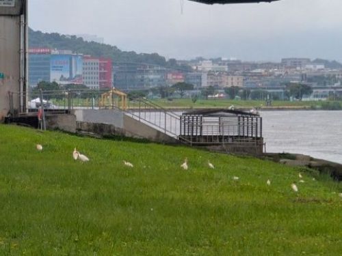 守護城市生態的溫柔力量：臺北市率先完成埃及聖䴉防治清零里程碑