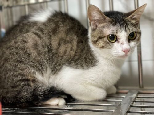 守住毛孩的安全底線：北市動保處即刻介入，受虐犬貓重獲照顧與希望