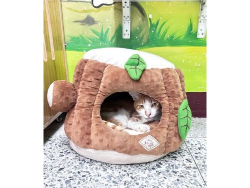 寒冬也要暖呼呼！苗栗動保教育園區啟動「冬季加強照護」243隻毛孩安心過冬、邀你把幸福帶回家