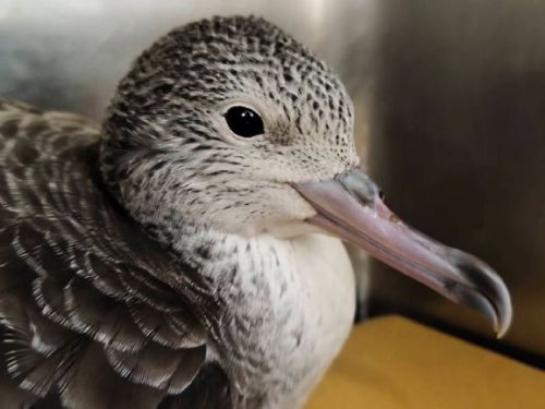 迷途海鳥降落公路邊，新北動保暖心救援助大水薙鳥重返海洋