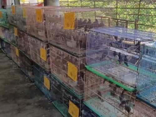 放生近2,000隻鳥遭罰15萬元，新北動保處籲以智慧護生守護動物與生態