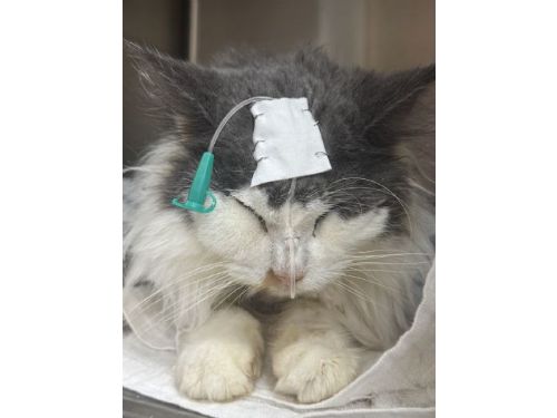 破獲非法繁殖救援34隻緬因貓，桃園強力守護動物福祉、推動友善飼養環境