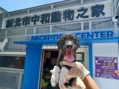 小黑幼犬跌落深溝驚險受困，新北動保員垂降救援助牠平安回家