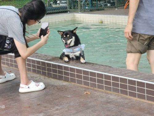 桃園南昌動保園區寵物戲水池熱鬧啟用，毛孩開心戲水，人寵共享清涼時光
