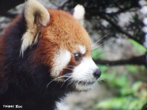 小貓熊「可頌」溫暖身影永留心中，多摩動物園沉痛送別牠的最後旅程