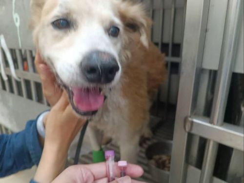 大黃弟的新生活！流浪多年受傷黃狗獲救重生，老師暖心領養陪牠安度幸福晚年