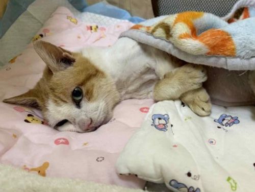 街頭20年的溫柔守護：15歲老街貓「Lucky」獲救援終養，臺北TCCP讓每條生命都被好好照顧