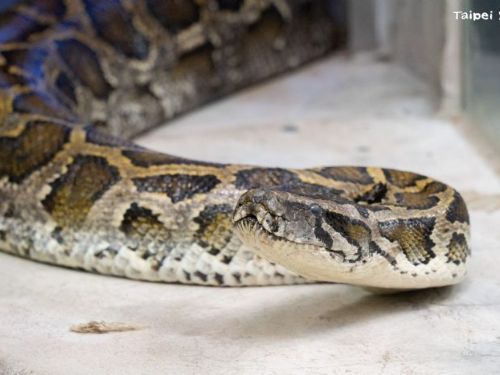 蛇蛇消暑派對！動物園邀你一起探索涼爽蛇生術