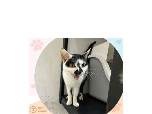 配合春節假期調整，臺北市動物之家2/15至2/19暫停開放