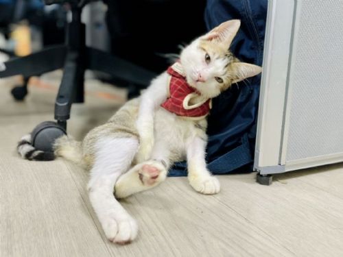 從路邊到懷抱，一段重生的旅程，受傷虎斑白貓獲即時救援，走進新家迎接幸福新生活