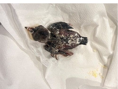 鳥兒就在城市裡，北市動保提醒守護幼鳥「三不原則」