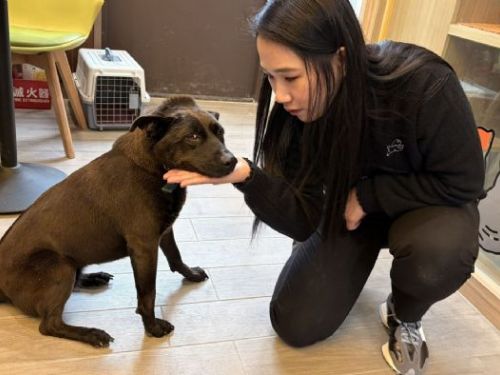 等待多年的撒嬌犬終於找到家，中和動物之家「鐺鐺」迎來幸福新生活