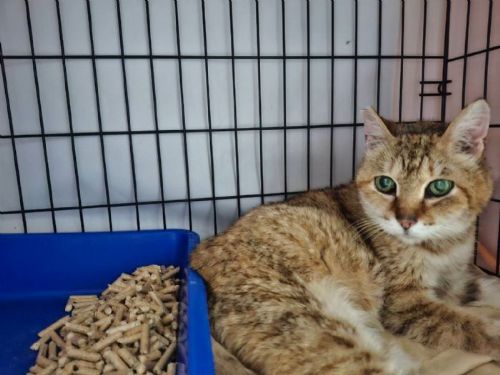 從車道中央到溫暖等待，板橋失明貓「花奶奶」重拾安心日常