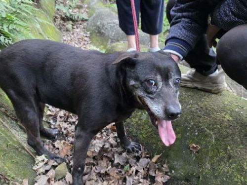 黑犬受困汐止山坡多日終獲救！動保處暖心救援，助毛孩平安回家團聚